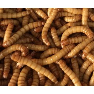 mealworms / 96